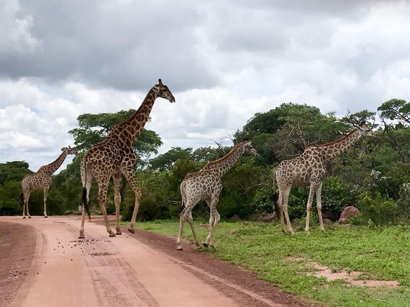A view of giraffes on a dirt road within a natural landscape setting.