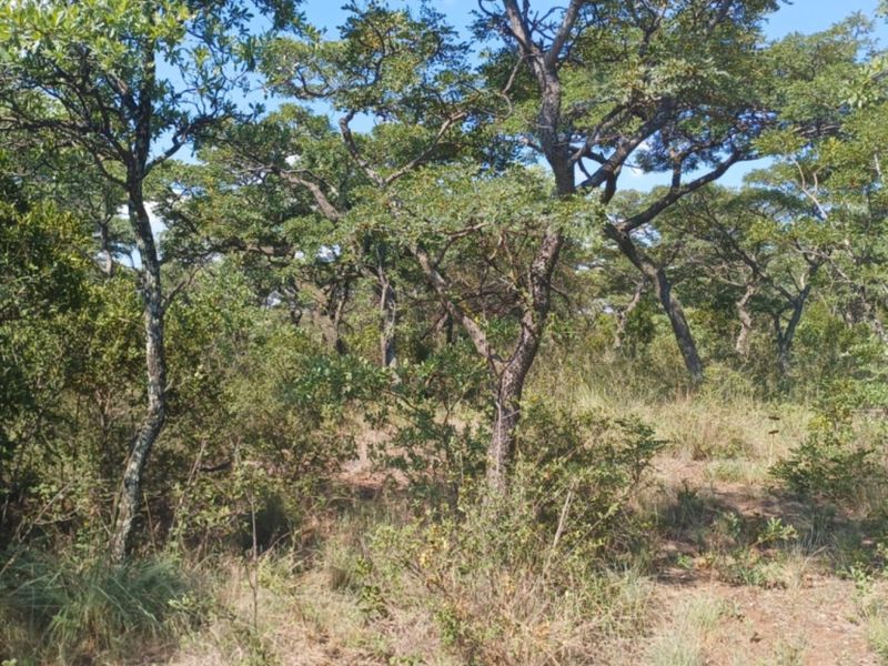 Vacant Land Residential For Sale In Bela Bela - Photo 3