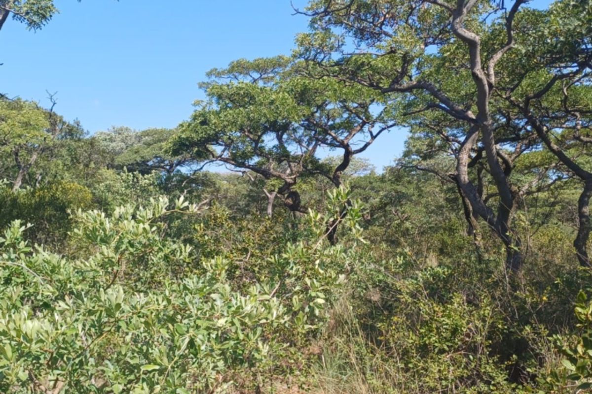 Vacant Land Residential For Sale In Bela Bela - Photo 5