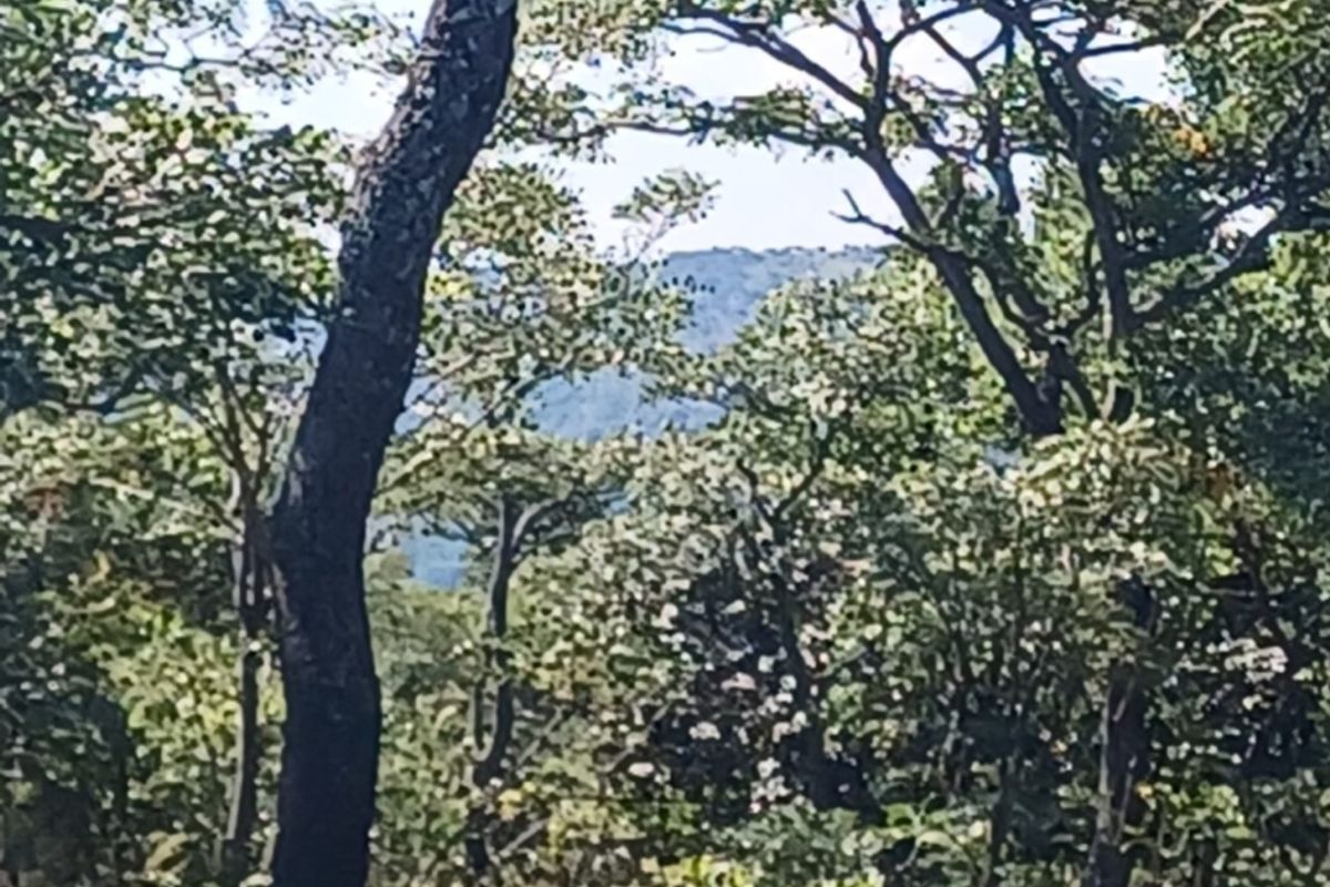 Vacant Land Residential For Sale In Bela Bela - Photo 4