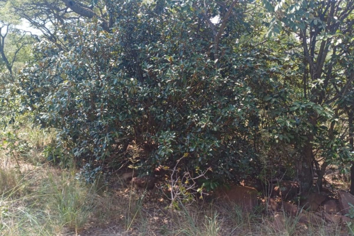 Vacant Land Residential For Sale In Bela Bela - Photo 3