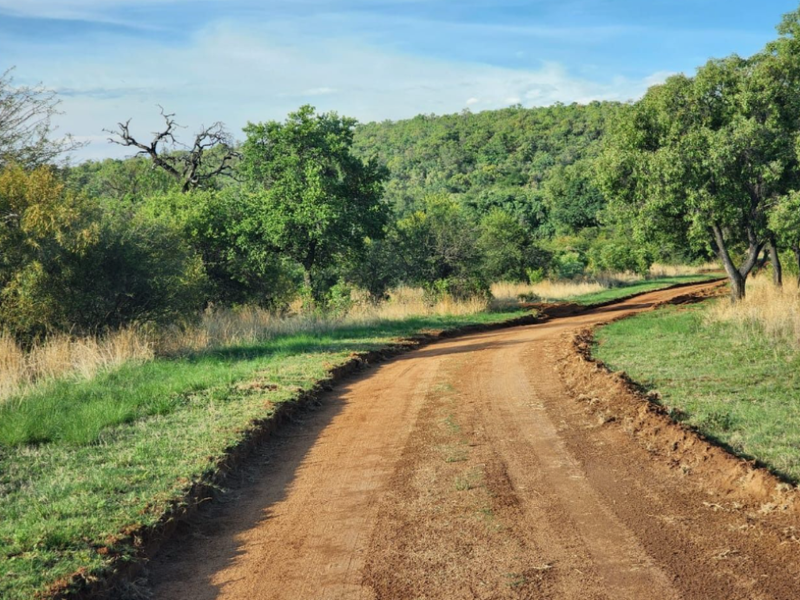 A scenic view of a dirt access road winding through natural bushveld and mature trees on a vacant residential property.