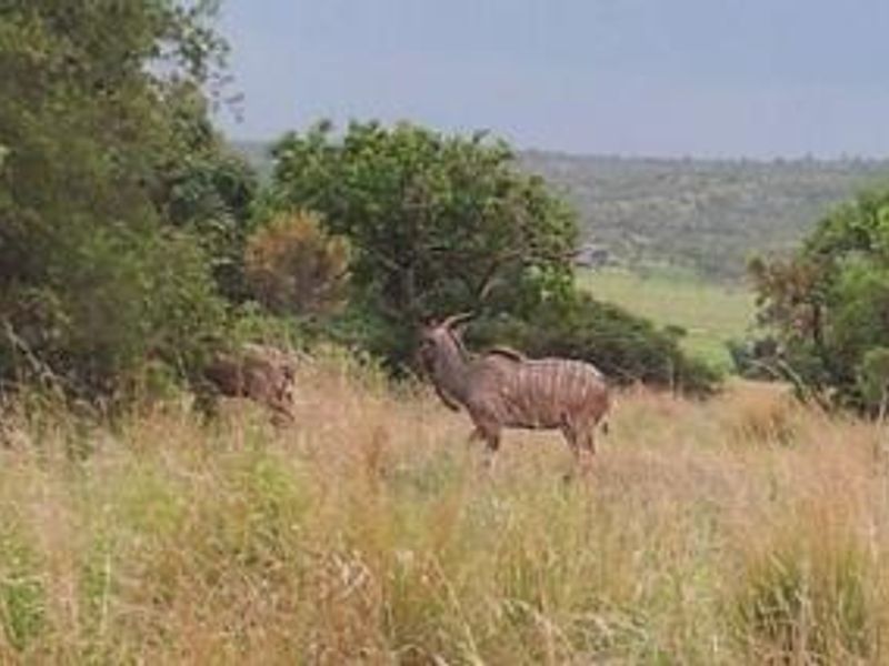 A scenic view of the natural landscape featuring indigenous trees and open grassland on the vacant residential property.
