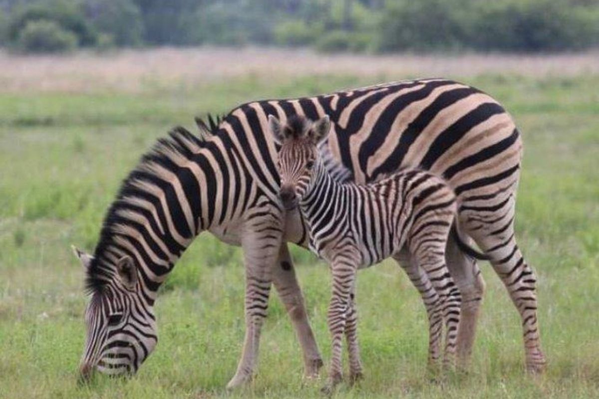 Vacant Land Residential For Sale In Bela Bela - Photo 5