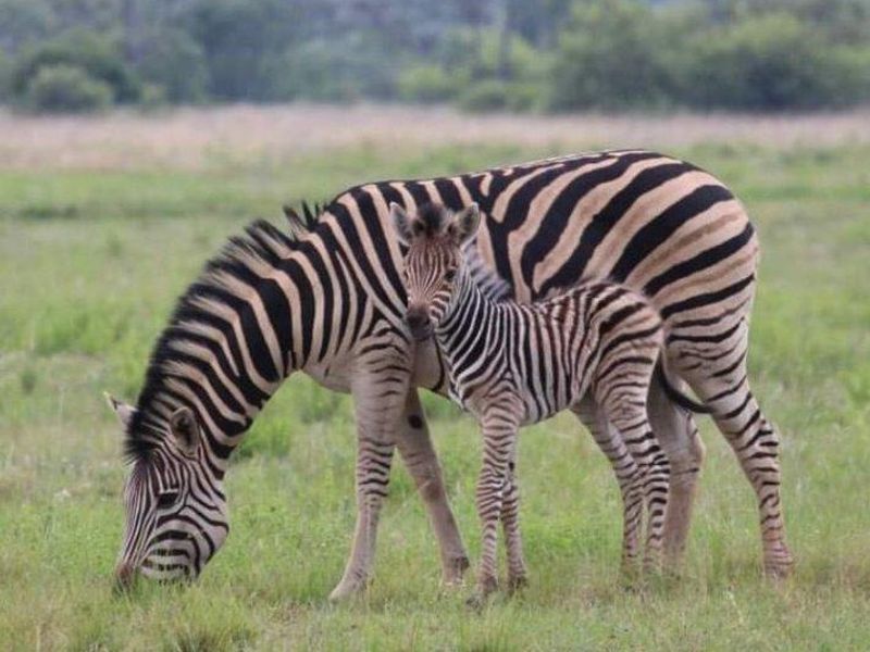 Vacant Land Residential For Sale In Bela Bela - Photo 5