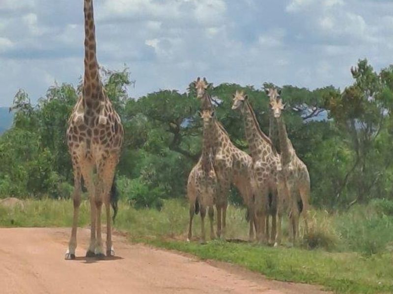 A view of a dirt road on a vacant land property featuring local wildlife.
