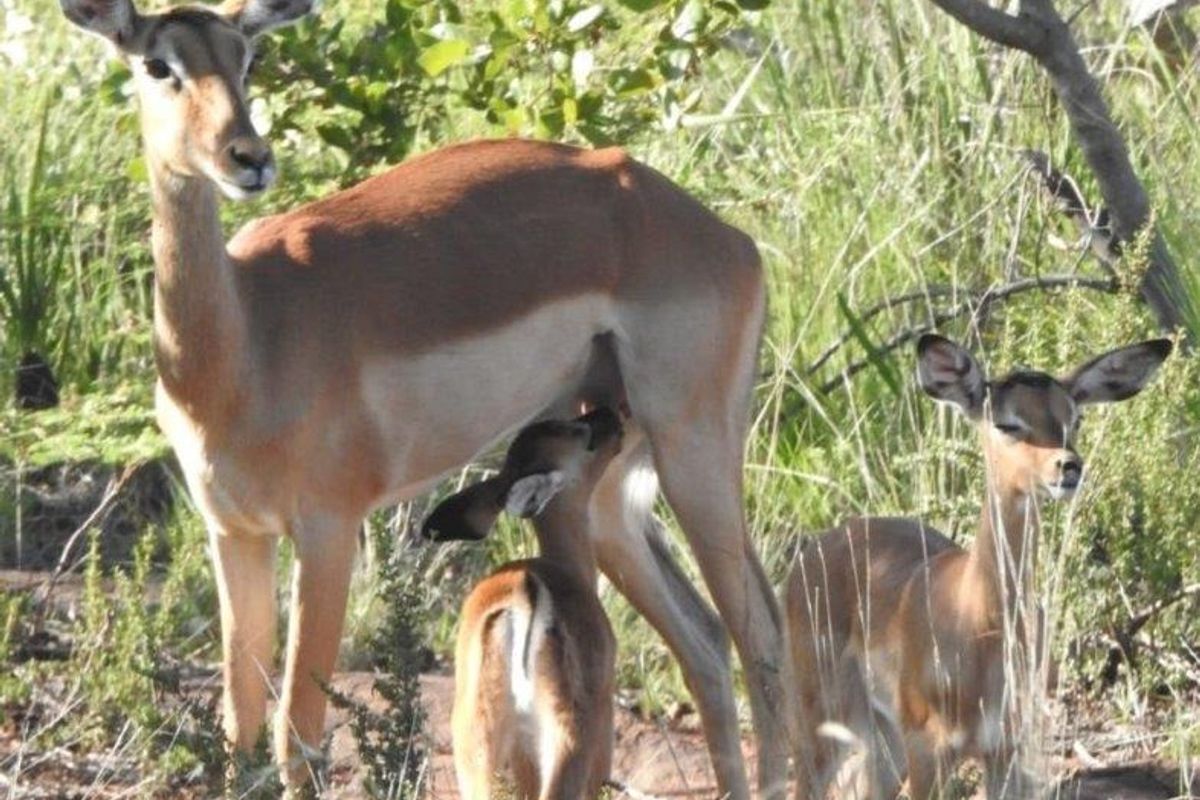 A photograph of wildlife on the property, showing natural vegetation and local fauna.