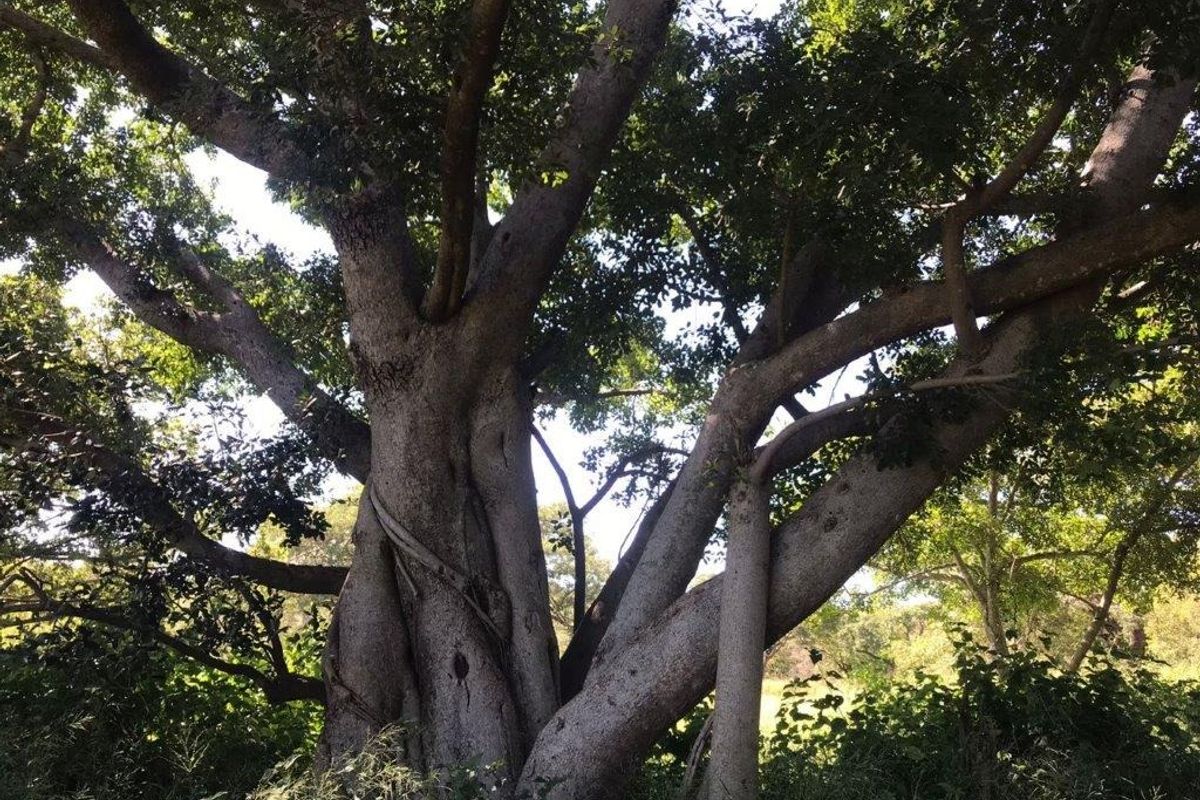 A large, mature tree providing significant shade and natural character to the residential land plot.