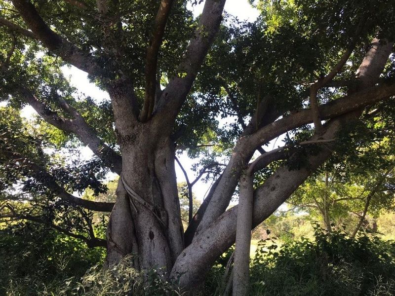 A large, mature tree providing significant shade and natural character to the residential land plot.