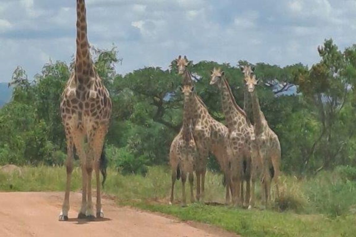 Vacant Land Residential For Sale In Bela Bela - Photo 5