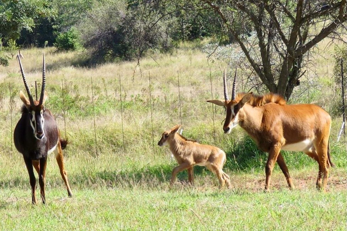 Vacant Land Residential For Sale In Bela Bela - Photo 3