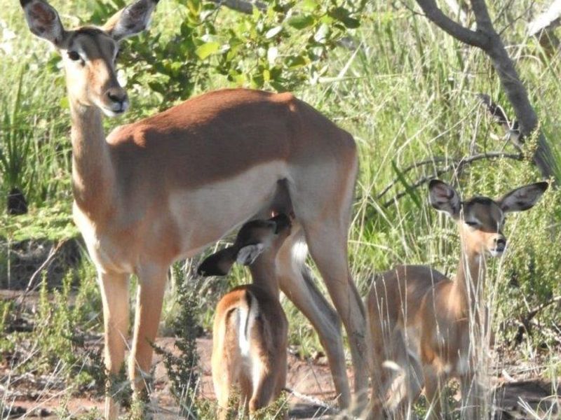 A photograph of wildlife on the property, showing natural vegetation and local fauna.