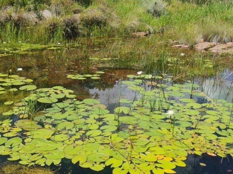 A natural pond feature on the property, complete with water lilies and surrounding native vegetation and rock formations.