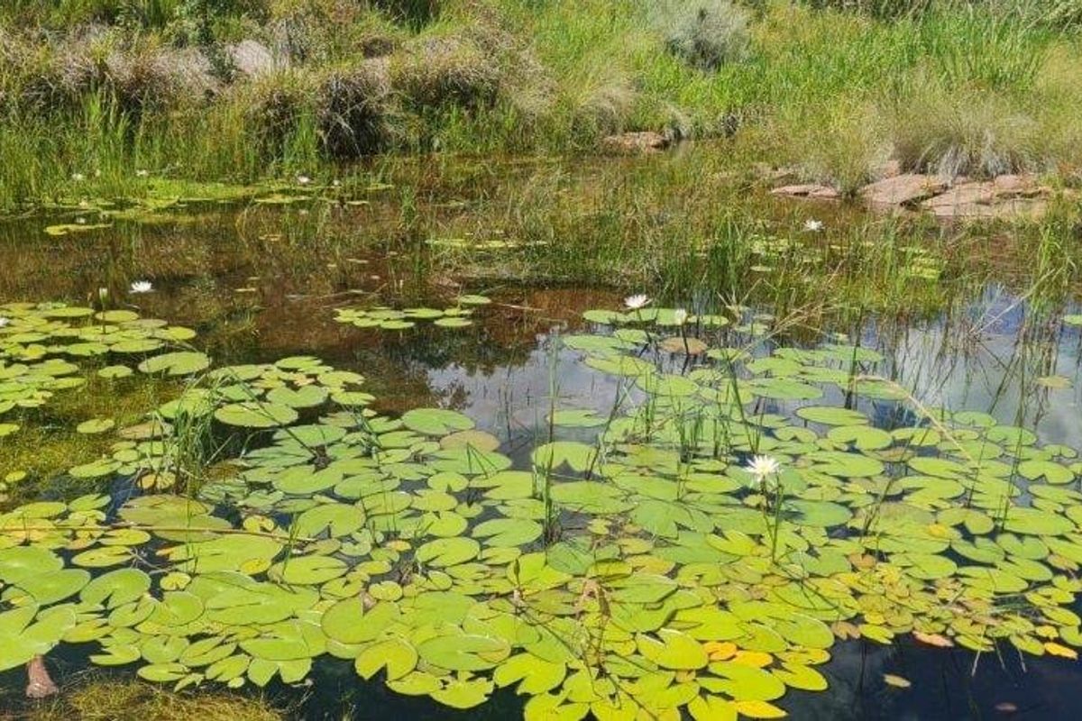 Vacant Land Residential For Sale In Bela Bela - Photo 4