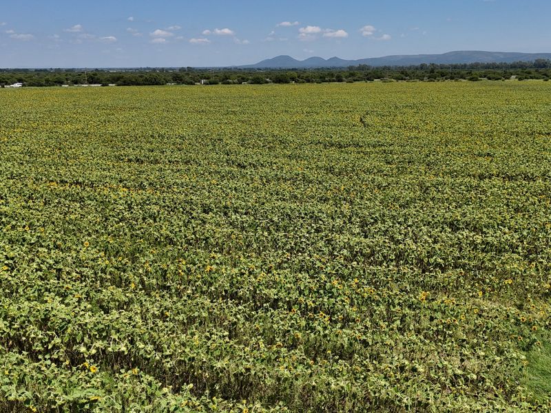 Farm For Sale In Bela Bela - Photo 3