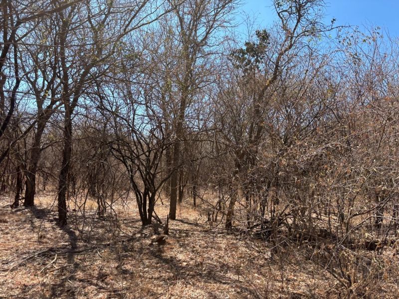 Farm For Sale In Bela Bela - Photo 8