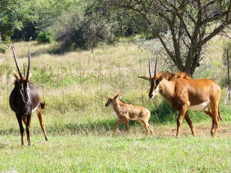 Vacant Land Residential For Sale In Bela Bela - Photo 6