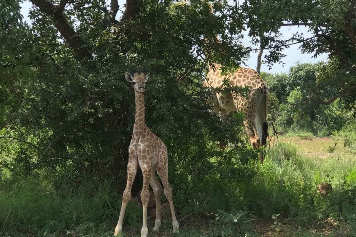 Vacant Land Residential For Sale In Bela Bela - Photo 5