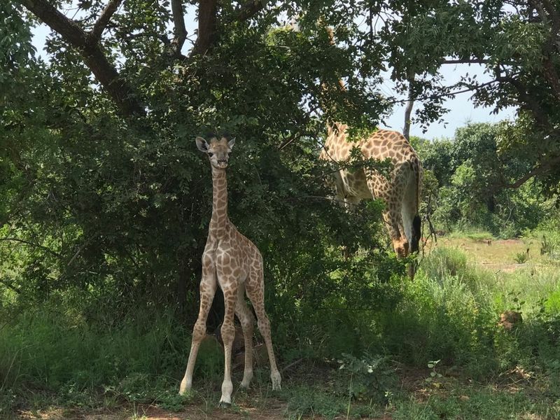 Vacant Land Residential For Sale In Bela Bela - Photo 5