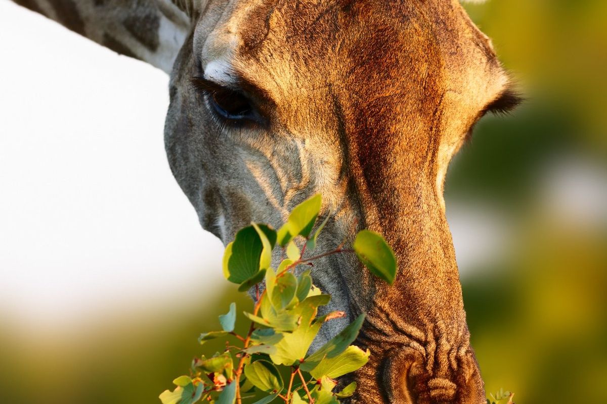 A close-up photograph of a giraffe feeding on foliage, which is not relevant to the residential property audit.