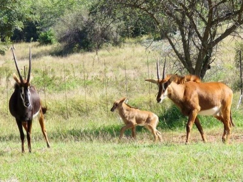 Vacant Land Residential For Sale In Bela Bela - Photo 4