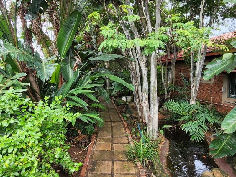 A lush, established garden path featuring mature tropical foliage, a small water feature, and a view of the brick house exterior.