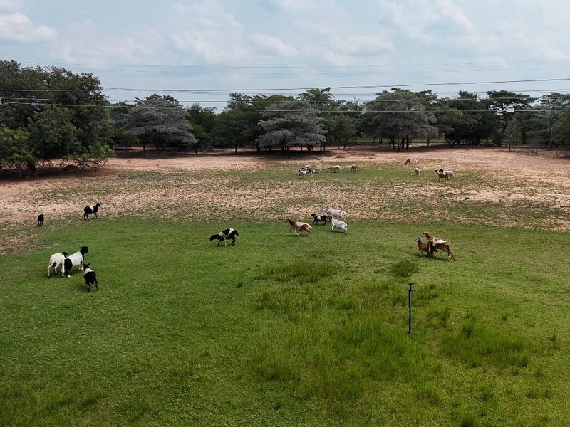 An elevated view of a large, open pasture area on the small holding, featuring grassy fields and surrounding trees.
