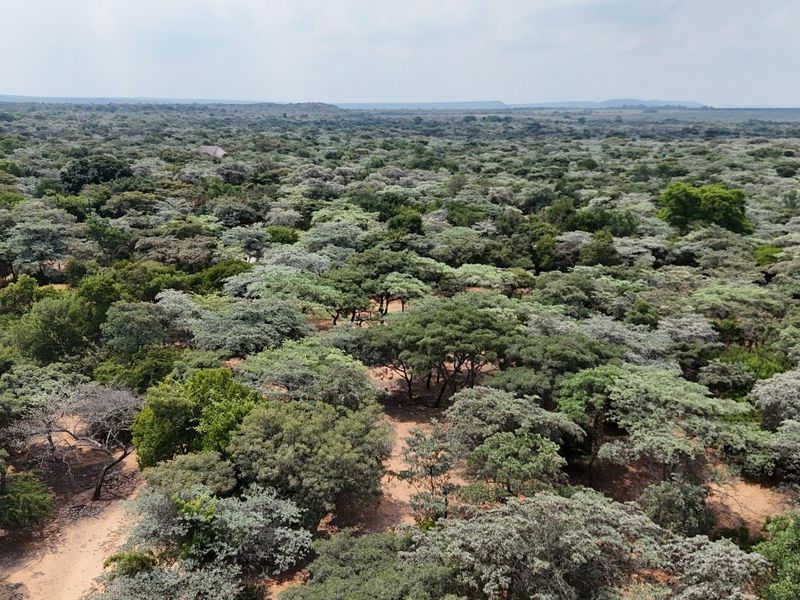 An aerial view of the expansive, naturally wooded landscape surrounding the small holding property.