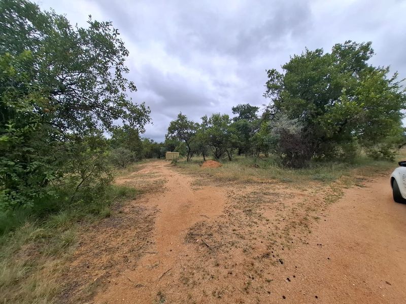 A view of a vacant residential plot featuring natural vegetation, indigenous trees, and a dirt access path.