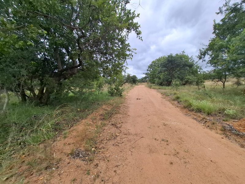 A view of a natural dirt access road winding through a wooded residential land plot with native vegetation.