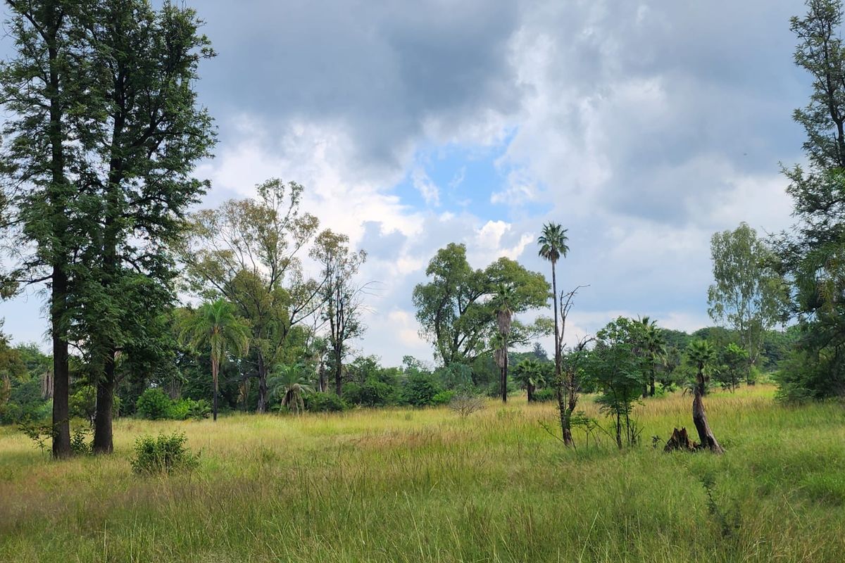 A view of a vacant residential plot featuring established trees and natural grassland under a cloudy sky.