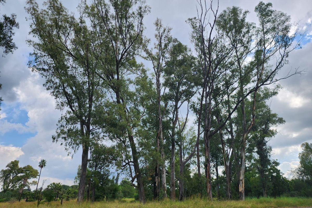 A view of a vacant residential plot featuring mature trees and natural grassland vegetation.