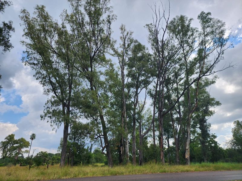 A view of a vacant residential plot featuring mature trees and natural grassland vegetation.