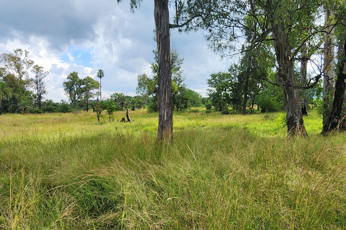 A view of the vacant residential land featuring established trees and natural grassland, suitable for development.