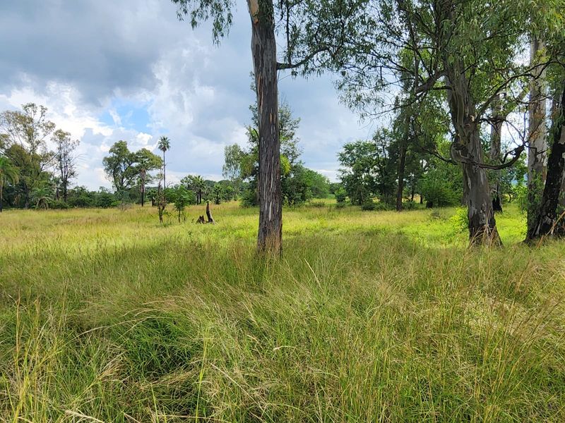 A view of the vacant residential land featuring established trees and natural grassland, suitable for development.