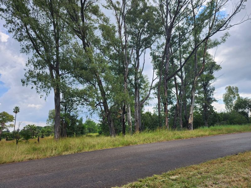 A view of the vacant residential land from the adjacent asphalt road, featuring established mature trees and natural grassland vegetation.