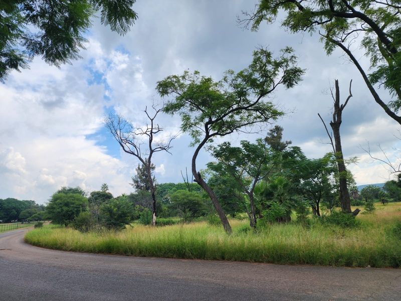 A view of the vacant residential land from the adjacent asphalt road, featuring established trees and natural grassland vegetation.