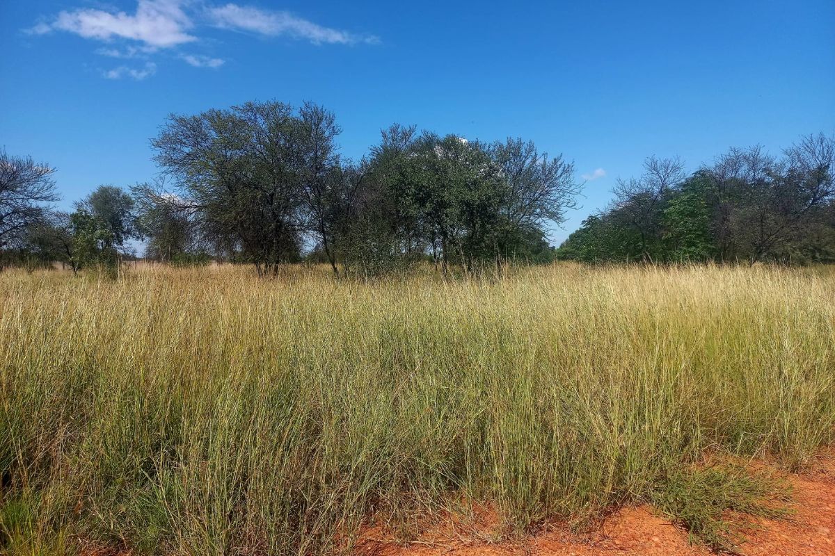 A view of a vacant residential plot featuring natural tall grass and mature trees under a clear blue sky.