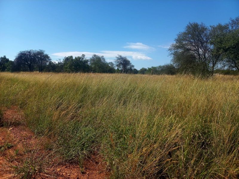 A view of a vacant residential plot featuring natural tall grass and mature trees under a clear blue sky.