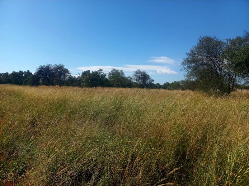 A view of a vacant residential plot featuring tall natural grass and mature trees under a clear blue sky.