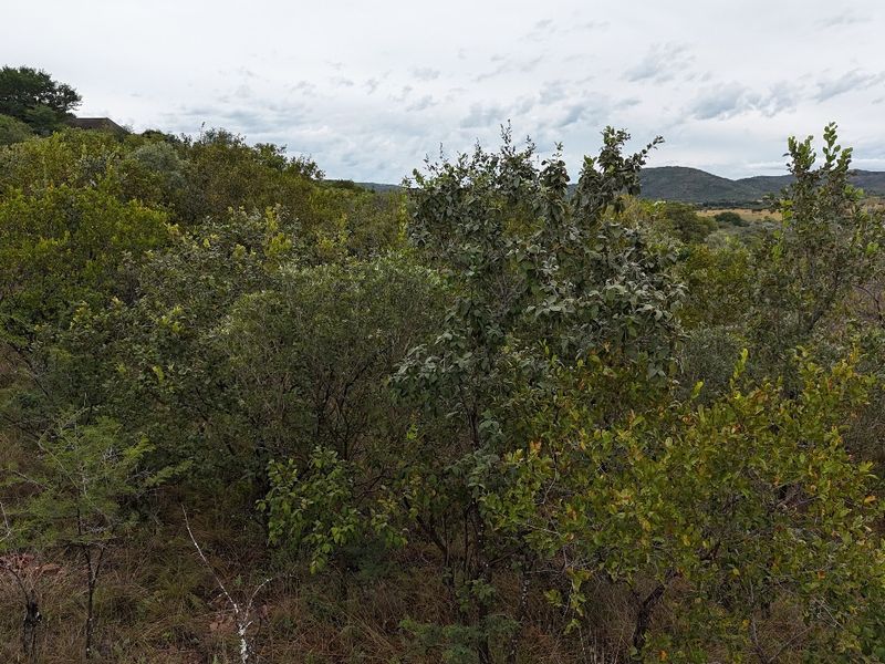 A scenic view of the natural landscape featuring dense native vegetation and rolling hills in the distance.