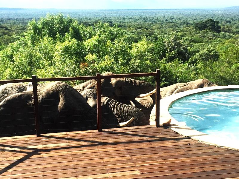 A timber deck overlooking a swimming pool with a scenic bushveld view, featuring a wire balustrade and natural surroundings.