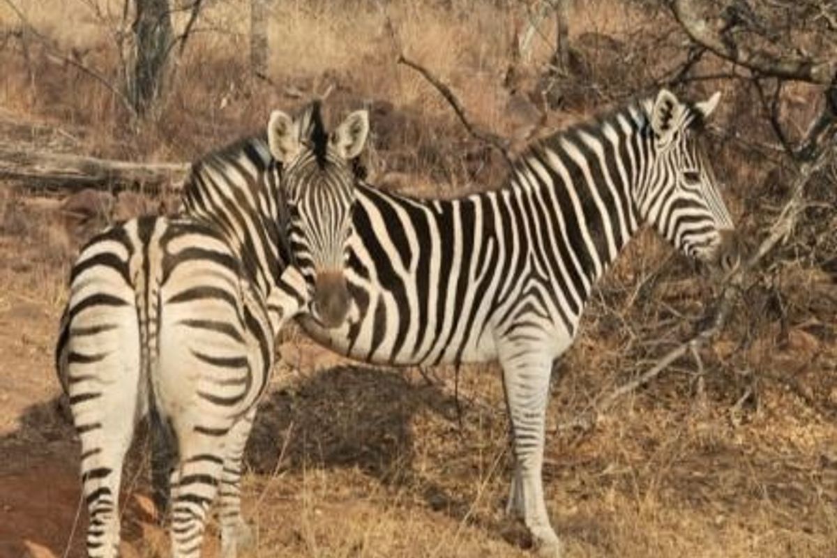 A view of zebras in a natural bushveld setting on the vacant land property.