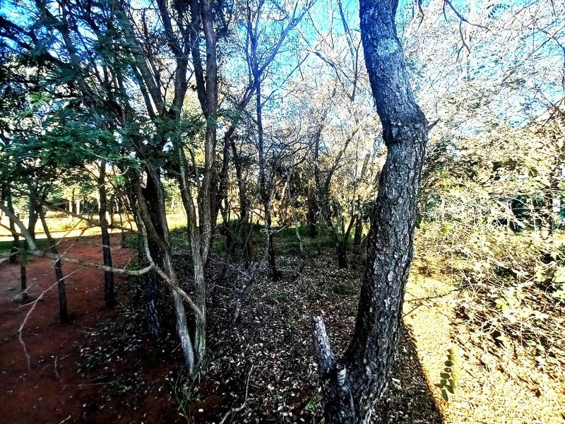 A view of a vacant residential plot featuring mature trees and natural vegetation, suitable for development.