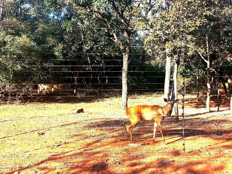 A view of a natural, wooded residential plot enclosed by a wire fence, featuring mature trees and native ground cover.