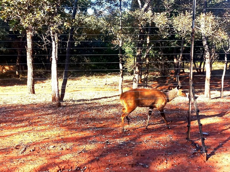 A view of a natural garden area featuring a wire perimeter fence and mature trees on the property.