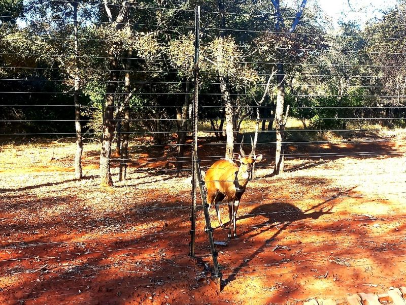 A view of a natural, wooded residential plot enclosed by wire fencing, featuring native trees and red soil terrain.