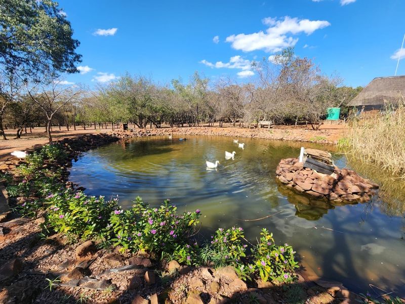 A tranquil natural pond feature set within a landscaped garden area, surrounded by mature trees and rock edging on a farm property.