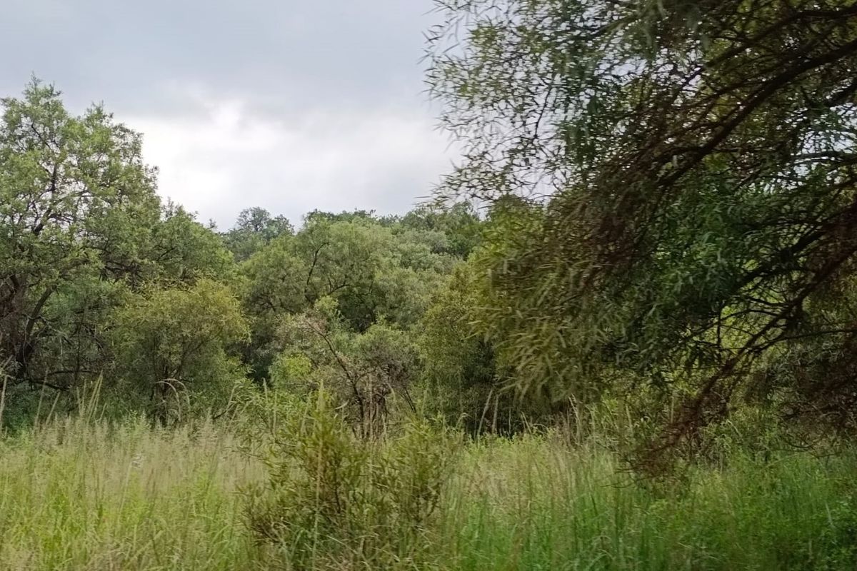 A view of the natural landscape featuring mature trees and dense vegetation on the vacant residential land.