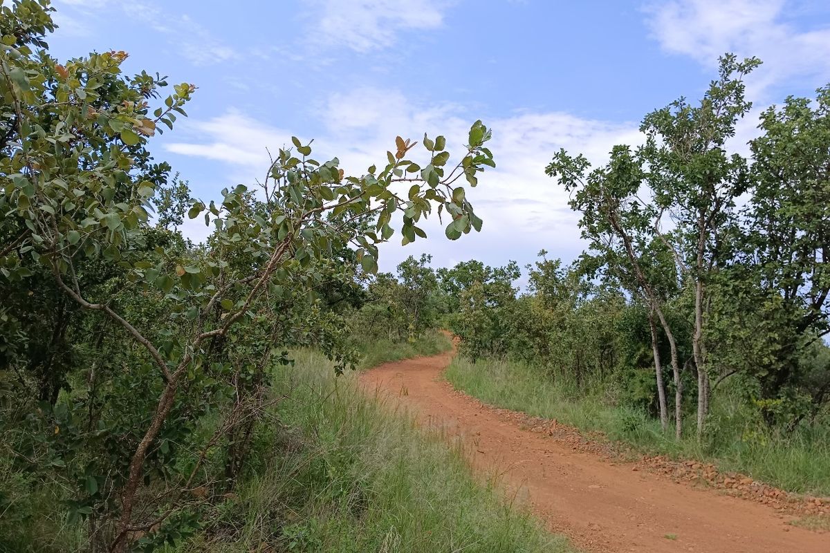 A view of a dirt access road winding through natural bushveld vegetation on the residential vacant land.